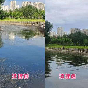 遼陽(yáng)市客戶太子河水草清理效果展示